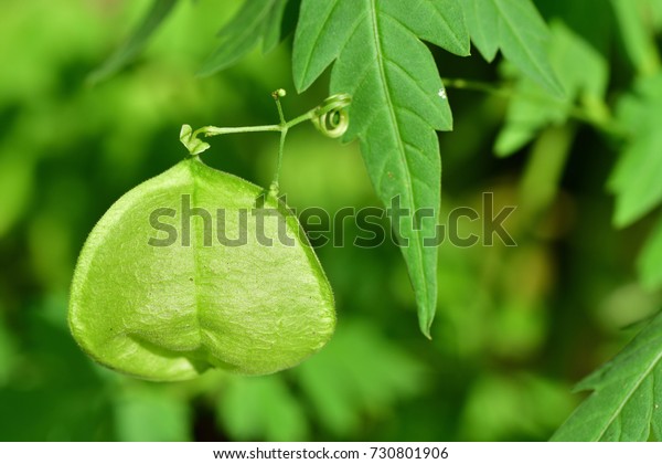 Cardiospermum Halicacabum Balloon Vine Balloonvine Heart Stock Photo Edit Now