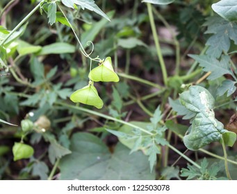 Cardiospermum Halicacabum Bilder Stockfotos Und Vektorgrafiken Shutterstock