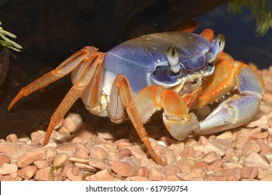 5,449 Land crabs Images, Stock Photos & Vectors | Shutterstock