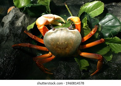 Cardisoma Armatum, Terrestrial Crab, Rainbow Crab