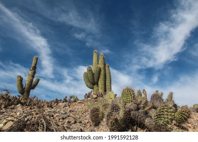 Cardones - The Pucará De Tilcara Is A Pre-Inca Fortification Or Pukara Located On A Hill Just Outside The Small Town Of Tilcara, In The Argentine .