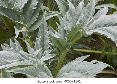 Cardoon Close Up