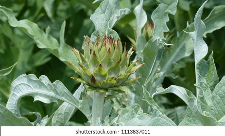 
The Cardoon, Cynara Cardunculus L.,  Sunflower Family.
