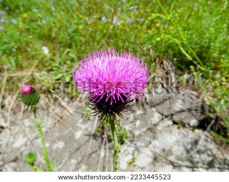 Carduus crispus, the curly plumeless thistle or welted thistle, is a biennial herb in the daisy family Asteraceae. It is native to Europe and Asia. 