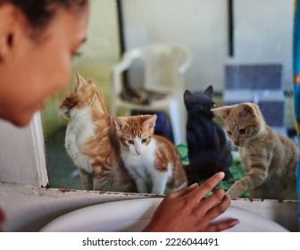 Care, Charity And Cats At Adoption Shelter With Visitor Busy With Decision And Choice Of Homeless Animal. Abandoned, Lost Or Rescue Kittens Interaction At Glass With Black Woman Choosing Pet.