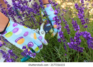 Care And Cultivation Of French Lavender Plants In Flower Garden Outdoors In Summer Season. Works On Landscaping In The Flower Garden. A Gardener Prune Dead Lavender Blossoms To Prolong Flowering.