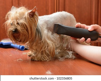 Care For Dog Hair