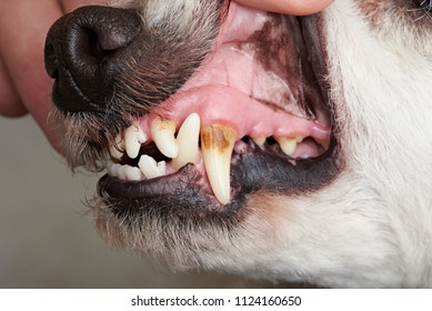 Care of dog teeth close-up. Macro of open dog mouth