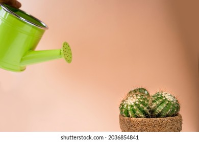 Care Of Domestic Cactus Plants, Small Water Container Plants, Pastel Background For Organic Green Plants, Home Gardening For Organic Plant Crops