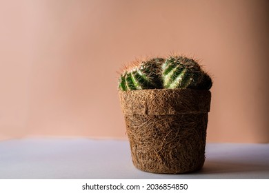 Care Of Domestic Cactus Plants, Small Water Container Plants, Pastel Background For Organic Green Plants, Home Gardening For Organic Plant Crops