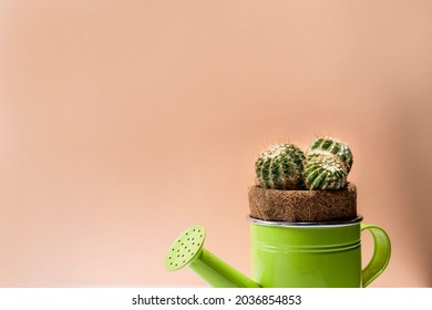 Care Of Domestic Cactus Plants, Small Water Container Plants, Pastel Background For Organic Green Plants, Home Gardening For Organic Plant Crops