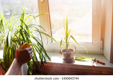Care of home plants. Plant care. Care of houseplants. The sun's glare. - Shutterstock ID 1400843744