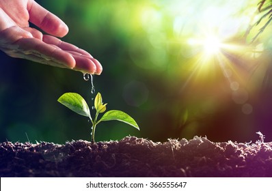 Care Of New Life - Watering Young Plant - Vintage Effect
 - Shutterstock ID 366555647