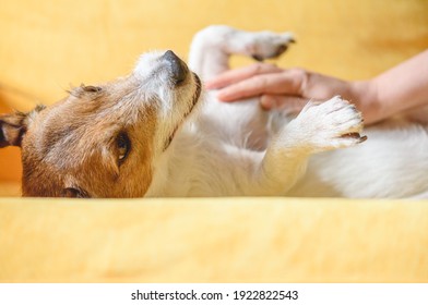 Care for pet concept with woman strokes and massages domestic dog’s belly on couch