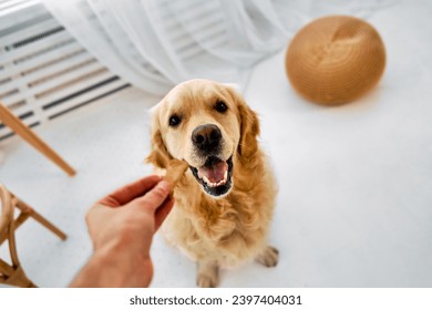 Care for pet. Crop of male hand offering treat cookie to obedient golden retriever. Adorable adult dog receiving reward from male keeper during common time spending at home. - Powered by Shutterstock