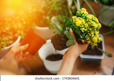 Care And Transplanting Flowers Into A Pot At Home.A Woman Transplants Plants. Gardening At Home. Green Flowers In Pots In Country. The Housewife Fills Earth In Pot. Favorite Activity During Isolation.