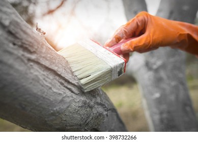 Care Tree After Winter. Hand In Rubber Glove With Lime Colors Tree From Harmful Insects.