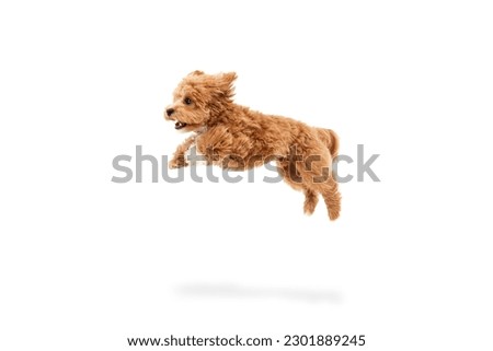 Carefree doggy. Portrait of cute joyful animal, Maltipoo with red fur jumping in motion isolated over white background. Pet looks healthy and happy. Friend, love, care, animal health, ad concept