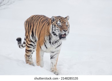 Careful amur tiger is standing on a white snow and looking away. Siberian tiger. Panthera tigris tigris. Animals in wildlife. - Shutterstock ID 2148285135