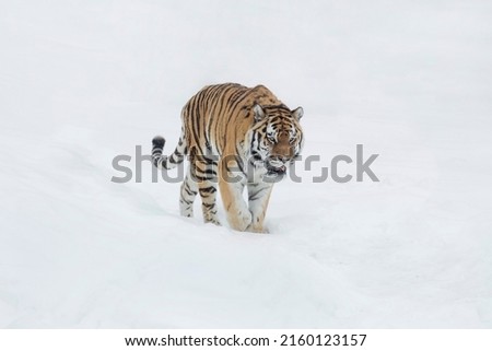 Similar – Female Amur (Siberian) tiger walking in fresh white snow