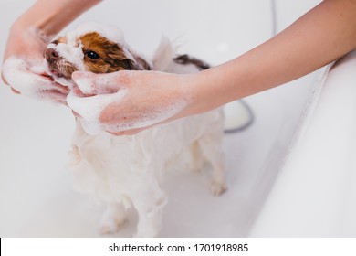 careful groomer woman neatly handle with domestic animal dog. professional groomer wash dog's hair before cutting. pets, animals, dogs, grooming, care concept