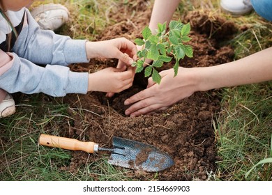Careful hands of a woman and a child planting a young raspberry plant in the ground, female holding raspberry seedling for planting in the ground, outdoor spring family work.