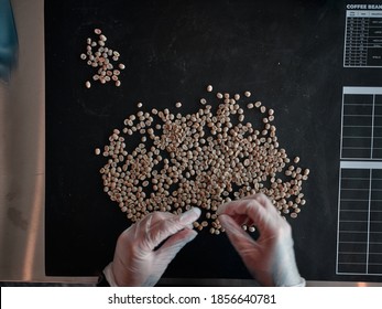 Careful Selection. Top View Of Hands Of Worker In Protective Gloves Choosing The Beans Of The Best Quality At A Coffee Factory