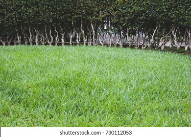 A carefully pruned hedge in a yard of green grass.