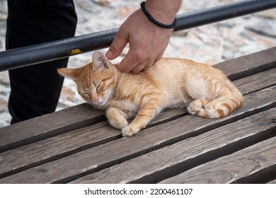 Caressing Of The Yellow Cat. Human Touch. Brown Bench.