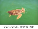 Caretta Caretta Sea Turtle at Iztuzu Beach, Turtle Beach, Dalyan River, Mediterranean Sea, Marmaris, Turkey
