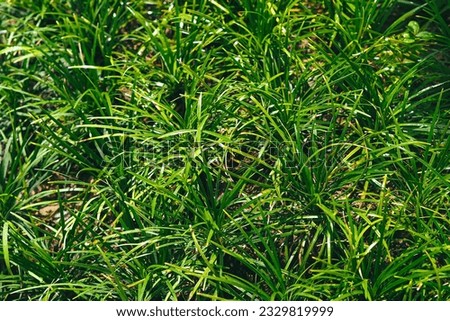 Carex foliosissima Irish Green photo