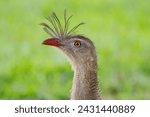 Cariama cristata - Red-legged Seriema - Beautiful bird of the brazilian cerrado