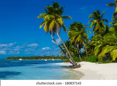 Caribbean beach with a lot of palms and white sand, Dominican Republic - Powered by Shutterstock