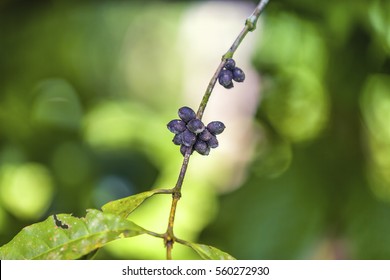 Caribbean Coffee Tree