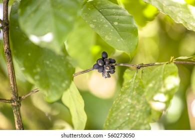 Caribbean Coffee Tree