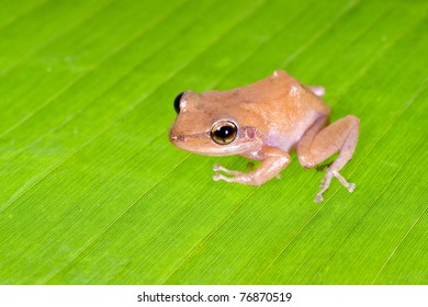 Caribbean coqui leaf frog (Eleutherodactylus portoricensis). Symbol of the island of Puerto Rico