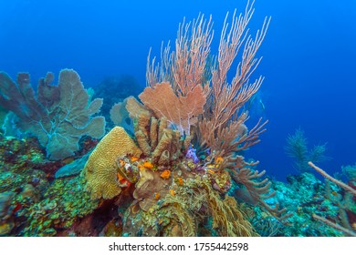 Caribbean Coral Reef Off The Coast Of The Island Of Bonaire