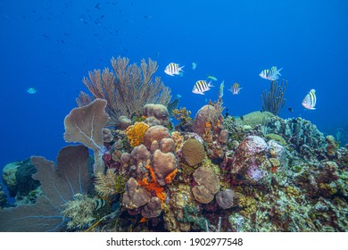 Caribbean Coral Reef Off The Coast Of The Island Of Bonaire