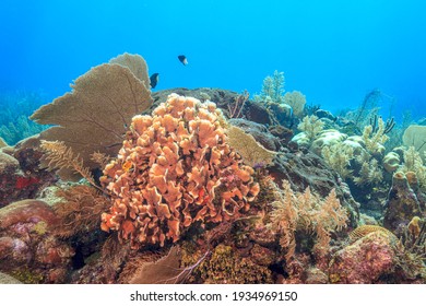 Caribbean Coral Reef Off The Coast Of The Island Of Bonaire