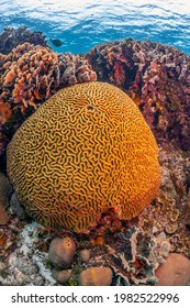 Caribbean coral reef off the coast of the island of Roatan
