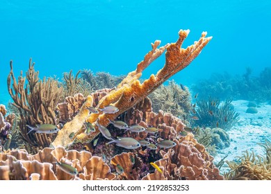 Caribbean Coral Reef Off The Coast Of The Island Of Bonaire