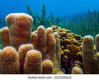 Caribbean Coral Reef Off The Coast Of The Island Of Bonaire