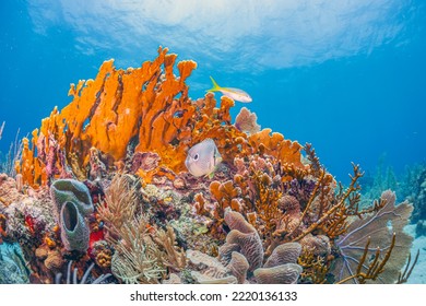 Caribbean Coral Reef Off Coast Of Island Of Bonaire