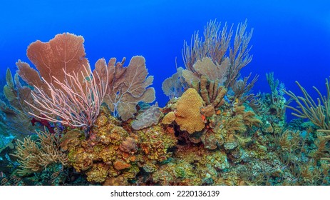 Caribbean Coral Reef Off Coast Of Island Of Bonaire