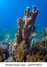 Caribbean Coral Reef Pillar Coral Off Coast Of Bonaire