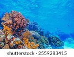 Caribbean coral reef in shallow waters off the coast of the island of Roatan, Honduras