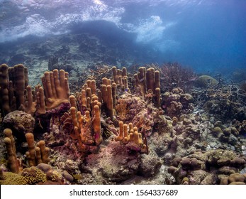 Caribbean Coral Reef Slope Near Shore Off Island Of Bonaire