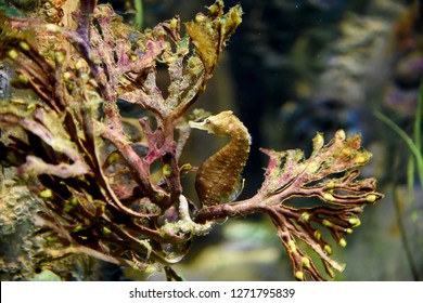 Caribbean Dwarf Seahorse