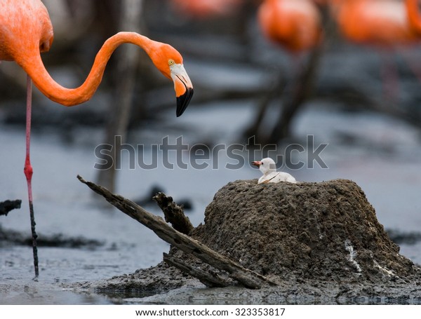 flamingo nest