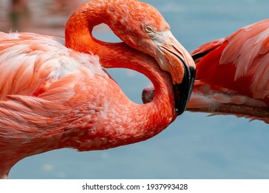 Caribbean Flamingo (Phoenicopterus Ruber) In Zoo